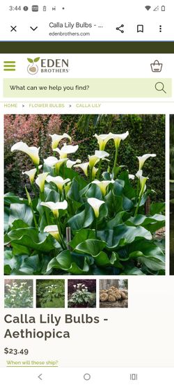 White cala lily plant
