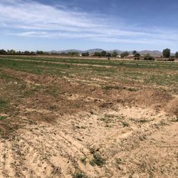 alfalfa  hay for sale