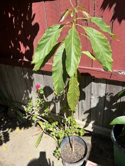 Plant