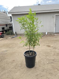 Tacoma /Yellow Bell Tree  15 Gal 