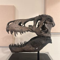 T Rex Skull - Large 