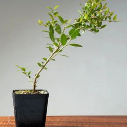 Yupon Holly (llex vomitoria) 4 Big 12 Inch Starter Plants! 