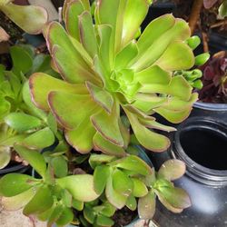 Aeonium Plant 6” Pot , Succulents Easy To Maintained