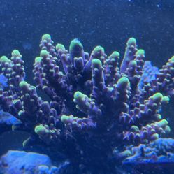 JF Foxflame Acro Frag 1”