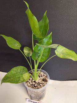 Alascasia Cuculata Mint