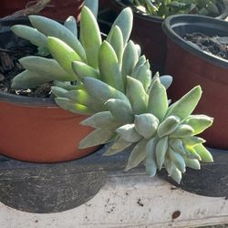 Succulents Plants 4”pot