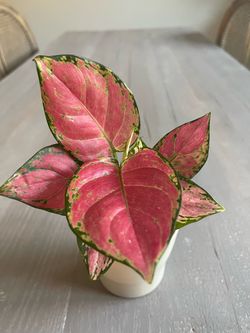 Pink Aglaonema Houseplant