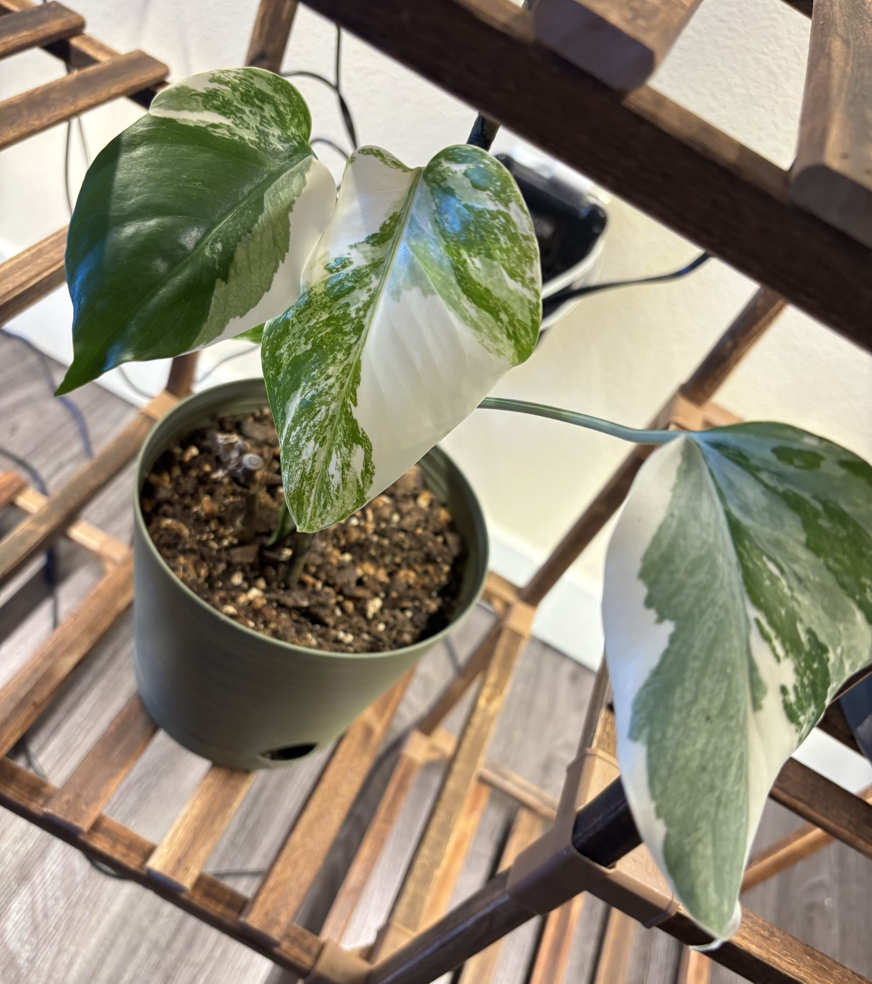 Monstera Albo 