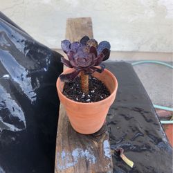 Small Succulent 