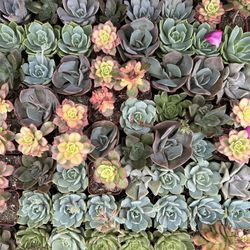 Succulent Plant (plantas De Suculentas)