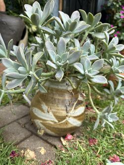 Pitcher Succulent Arrangement 