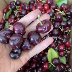 $40.00 each Bing, Black & Tulare Cherry’s Trees 🍒🌳/ Árboles de Cherries 🌳🍒