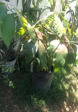 Avocado tree “hass”