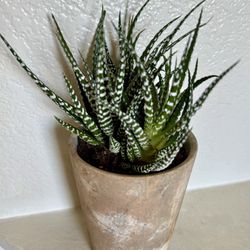 ♥️Gorgeous♥️ZEBRA 🦓 Haworthia: Plant🙏PLS READ DESCRIPTION
