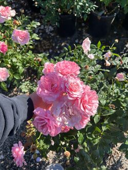 Our lady of Guadalupe rose