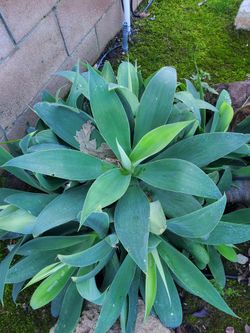 Agave