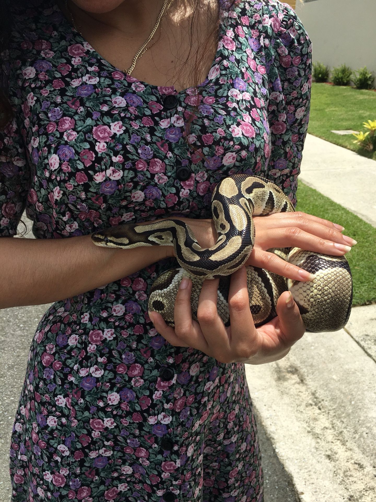 Busco una pecera para mi reptile