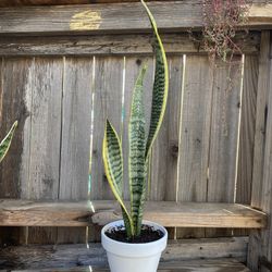 Indoor Mother-in-Law Or Snake Plant