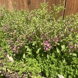 Pink Outdoor Sedum Plants 