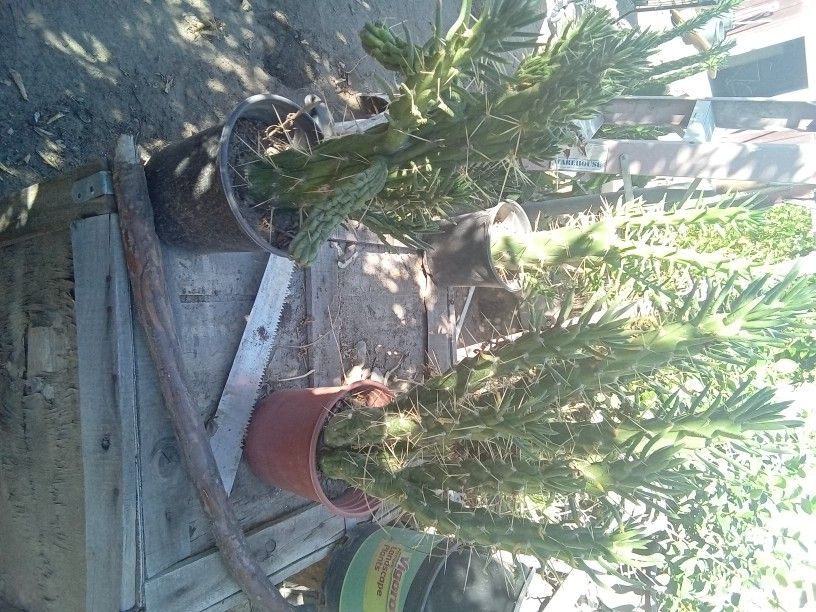 Cactus Grows A Red Flower  When It Blooms  3 Dollars  Each 