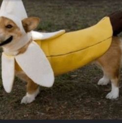 Medium dog banana custome