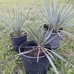 Yucca Plants