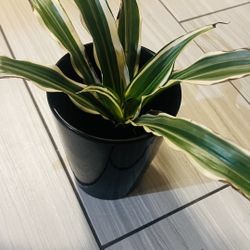Plant With Black Pot