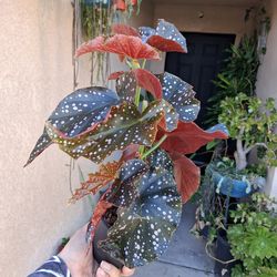 Begonia Craklin Rosie "Angel Wings " Plant $25