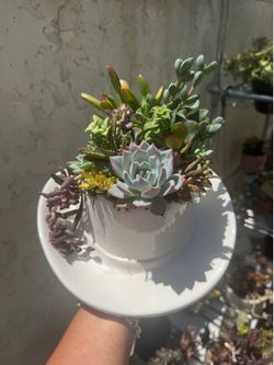 Cowboy Planter Succulent Arrangement