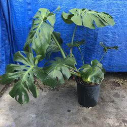 Monstera Plants 🪴 