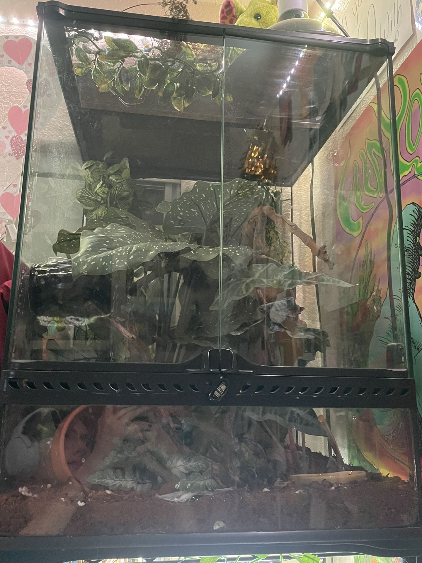 Reptile Tank Terrarium 