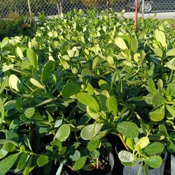 Clusia Privacy Hedge Plants 🌿 3gl $4.50