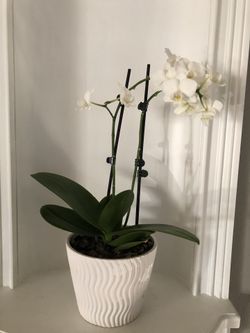 White Orchid Plant