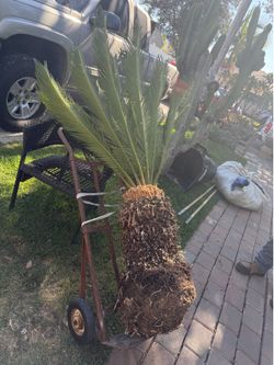 Sabal Palm Tree