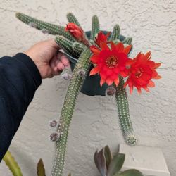 Peanut Cactus 