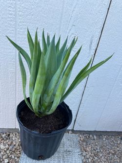 Agave Plant