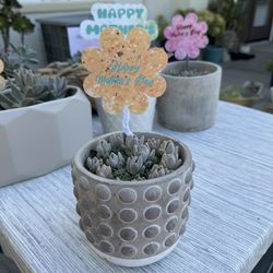 Mother’s Day Gift - Succulent Arrangements