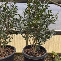 Flowerwood Yulitide Camellia Size 4 Feet  In Galón 15 ,price Is $50,00 Each Plant 