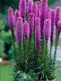 Huge plant sale