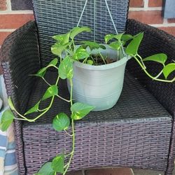 Pothos Plant
