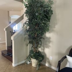 8 Feet Plant 