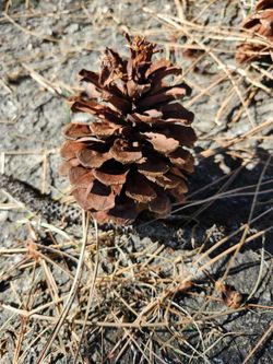 Nice Pine Cones