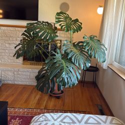 Beautiful Large Monstera Plants!