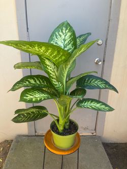 Dieffenbachia Tropic Snow Dumb Cane House Plant 8” Pot