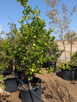 $300 picked up lemon tree 25gal