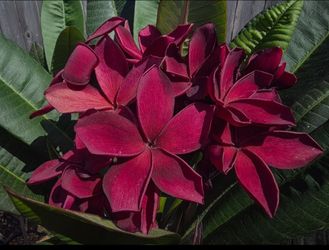 Plumeria dark red 16 Inch cutting