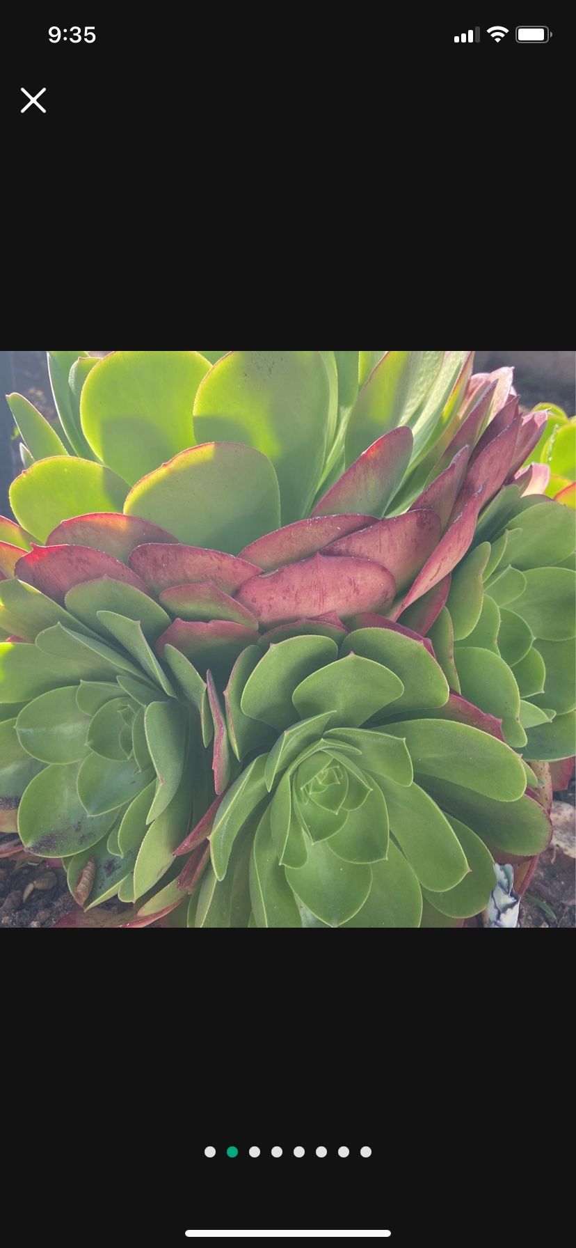 Aeonium Succulents