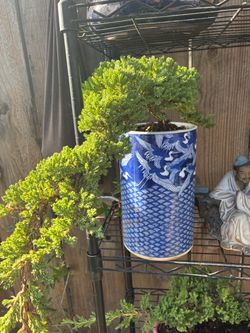 Bonsai plant for sale Japanese garden Juniper $60 each Bonsai plant for sale Japanese garden Juniper $60 each