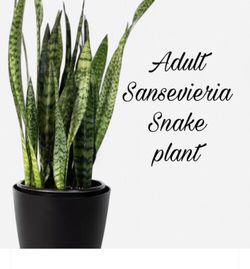 Snake plants sansevieria Tall