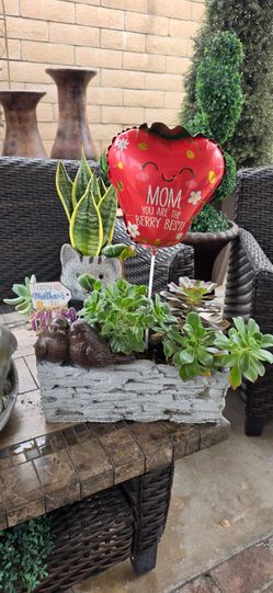Mother's Day succulent arrangement